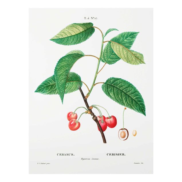 Glasbild - Botanik Vintage Illustration Rote Kirschen - Hochformat 4:3
