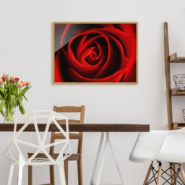Wandbilder Liebliche Rose