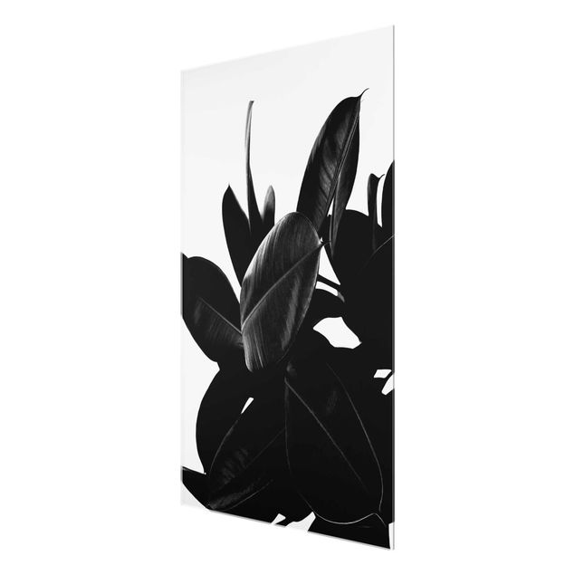 Bilder auf Glas Gummibaum Blätter Schwarz Weiß