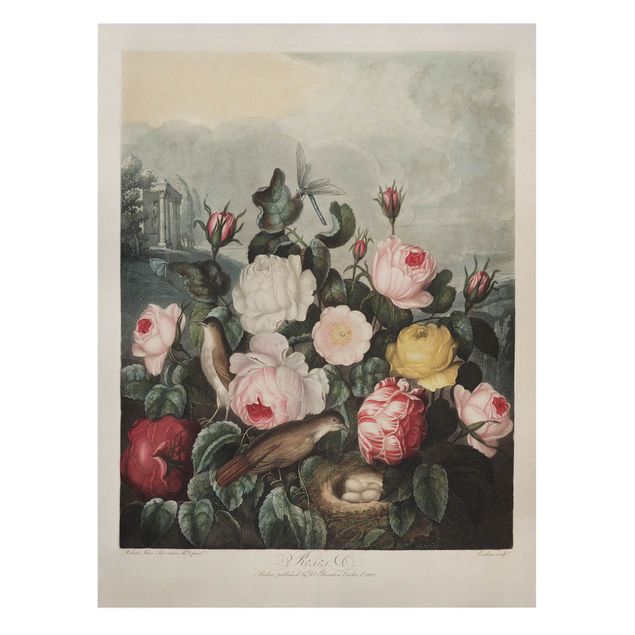 Leinwandbilder kaufen Botanik Vintage Illustration Rosen