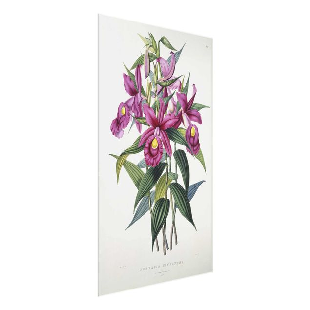 Glasbilder Maxim Gauci - Orchidee I