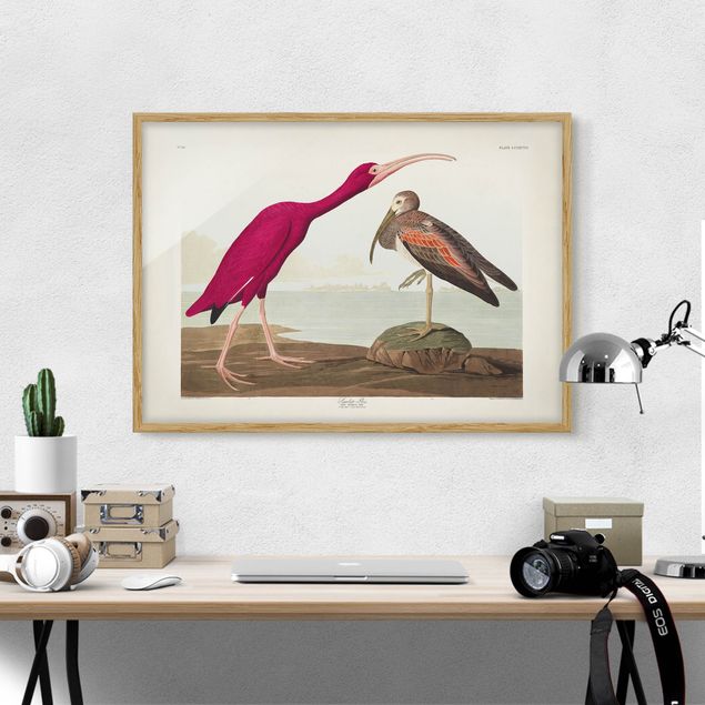Moderne Bilder mit Rahmen Vintage Lehrtafel Roter Ibis