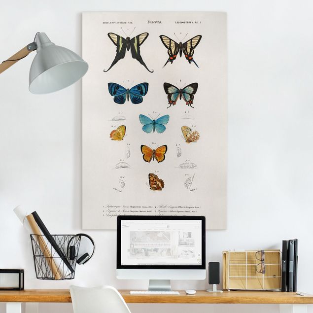 Leinwandbild - Vintage Lehrtafel Schmetterlinge I - Hochformat 3:2