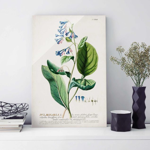 XXL Glasbilder Vintage Botanik Illustration Lungenkraut