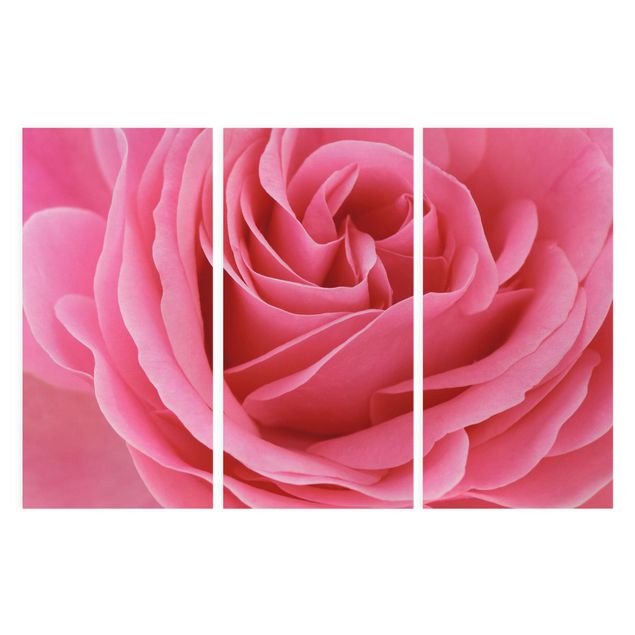 Leinwandbild 3-teilig - Lustful Pink Rose - Hoch 1:2
