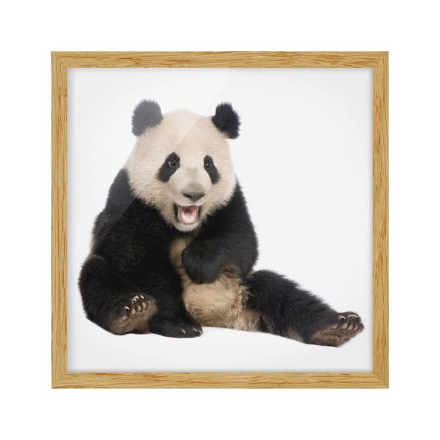 Bilder Lachender Panda
