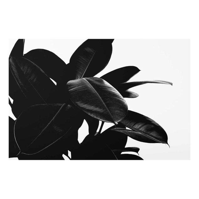 Wandbilder Gummibaum Blätter Schwarz Weiß
