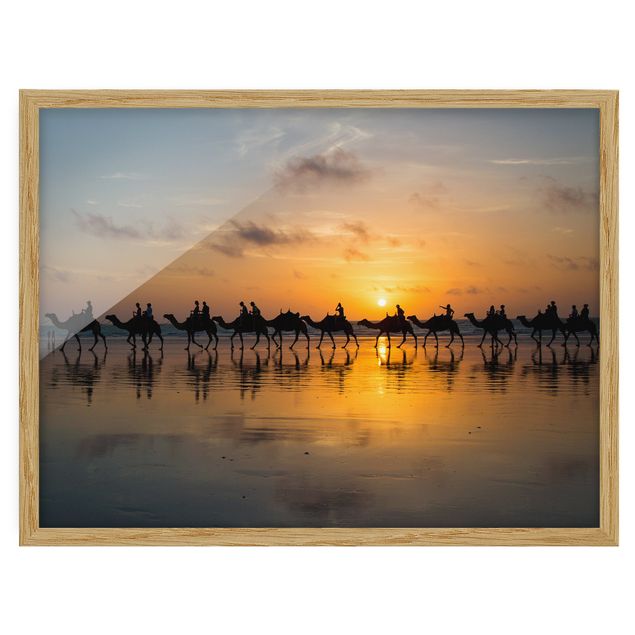 Wandbilder Kamele im Sonnenuntergang