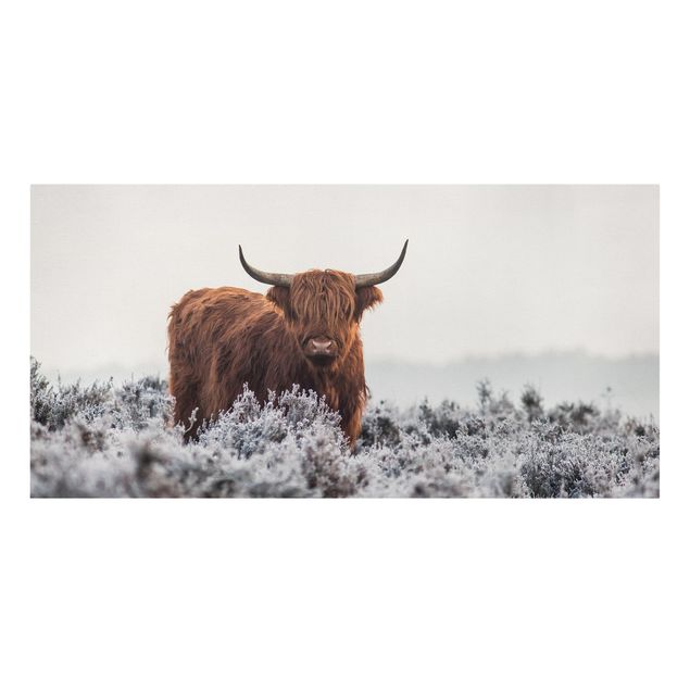 Leinwandbild - Bison in den Highlands - Querformat 1:2