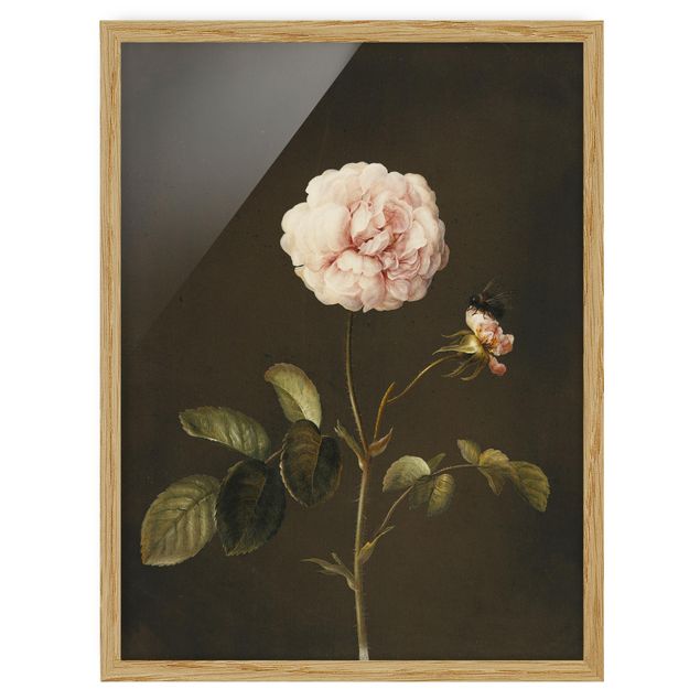 Wandbilder Barbara Regina Dietzsch - Essig-Rose mit Hummel