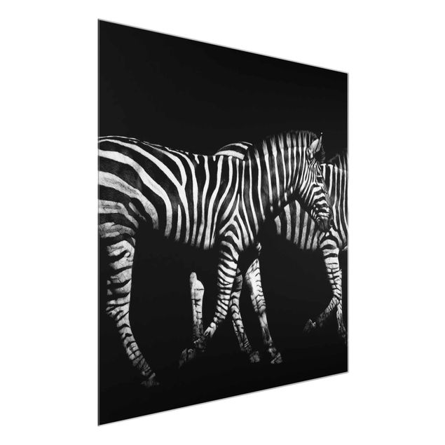 Glasbild - Zebra vor Schwarz - Quadrat 1:1