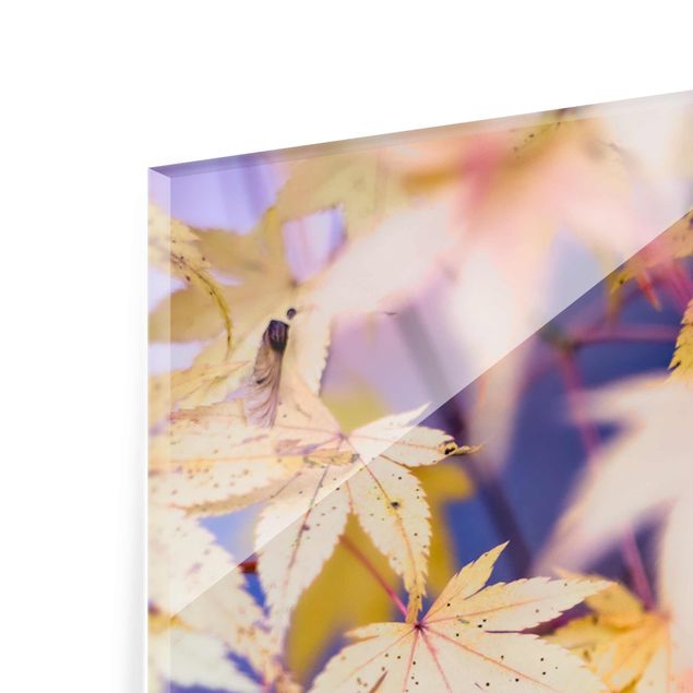 Glasbild - Herbstlicher Ahorn - Panel