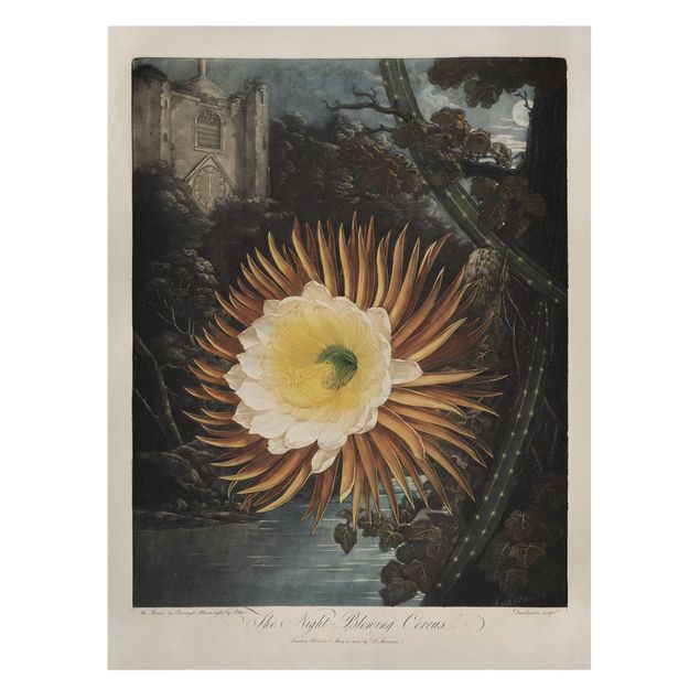 Leinwandbild - Botanik Vintage Illustration Kaktusblüte - Hochformat 4:3