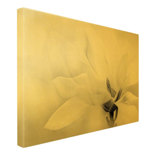 Leinwandbild Gold - Zarte Magnolienblüte Schwarz-Weiß - Querformat 3:2