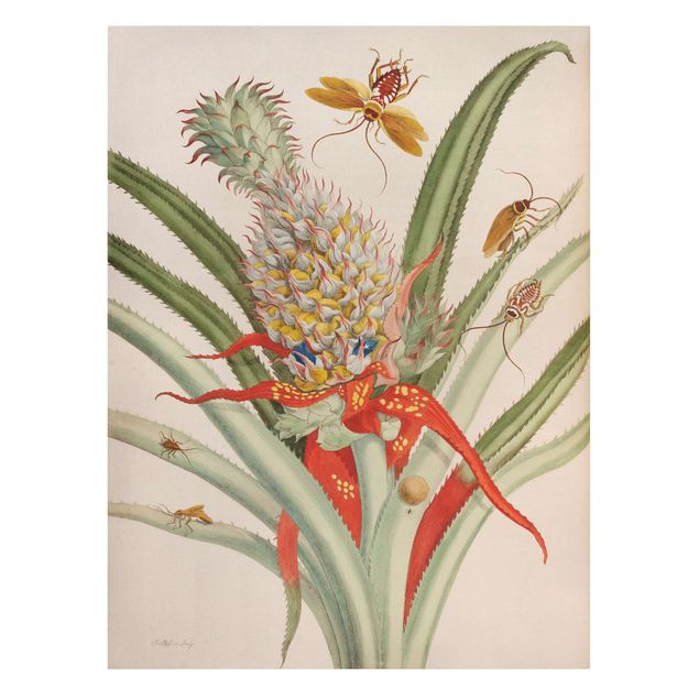 Leinwandbild - Anna Maria Sibylla Merian - Ananas mit Insekten - Hochformat 4:3