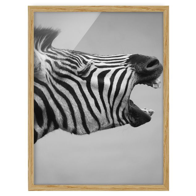 Bilder Brüllendes Zebra II