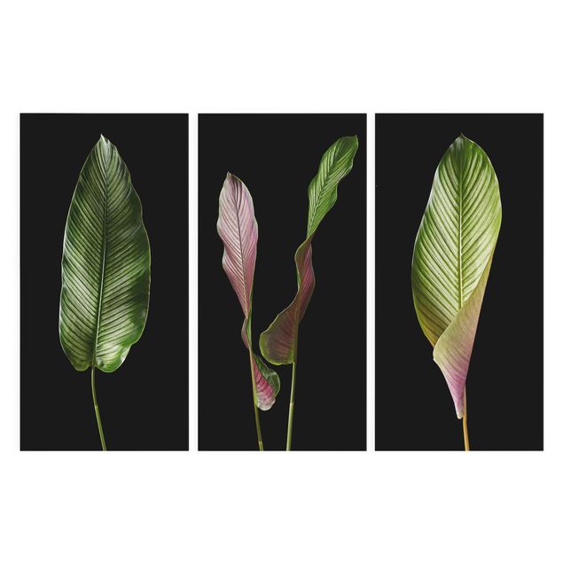 Leinwandbild 3-teilig - Große Blätter Calathea-ornata auf Schwarz - Hoch 1:2
