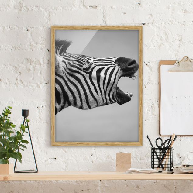 schwarz-weiß Bilder gerahmt Brüllendes Zebra II