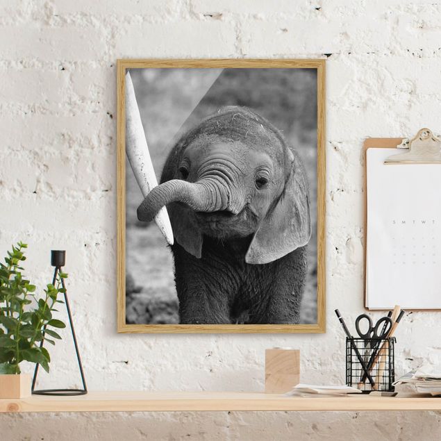 Tiere Bilder mit Rahmen Elefantenbaby