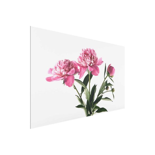 Glasbild - Blüten und Knospen Pink auf Weiß - Querformat 2:3