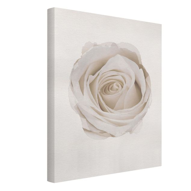 schöne Leinwandbilder Wasserfarben - Pretty White Rose