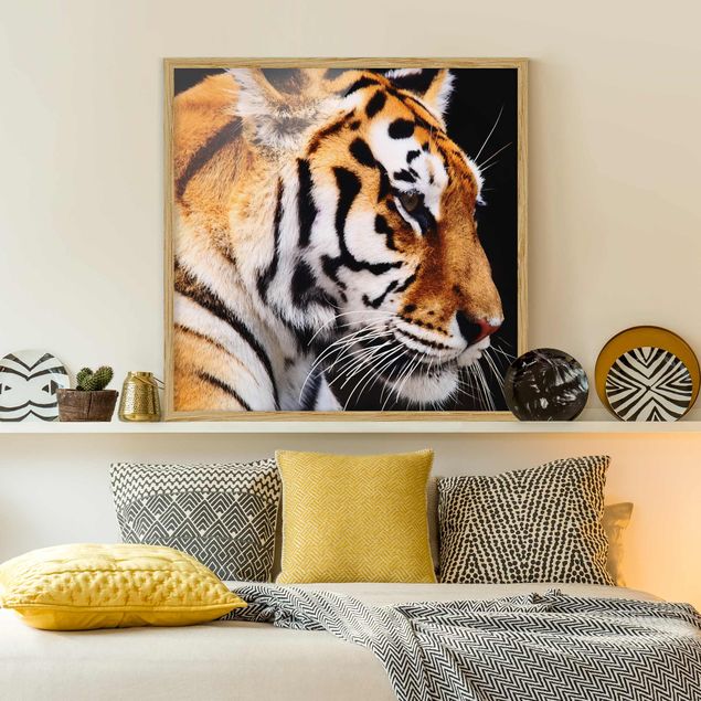 Tiere Bilder mit Rahmen Tiger Schönheit