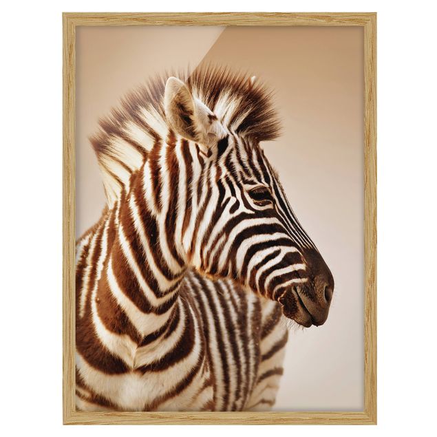 gerahmte Bilder Zebra Baby Portrait