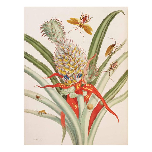 Glasbild - Anna Maria Sibylla Merian - Ananas mit Insekten - Hochformat 4:3