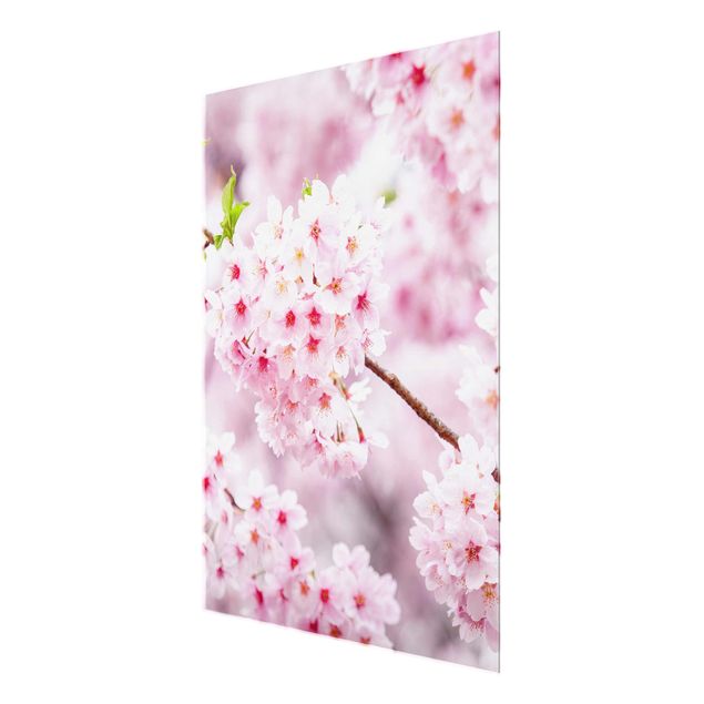 Glasbild - Japanische Kirschblüten - Hochformat 3:4
