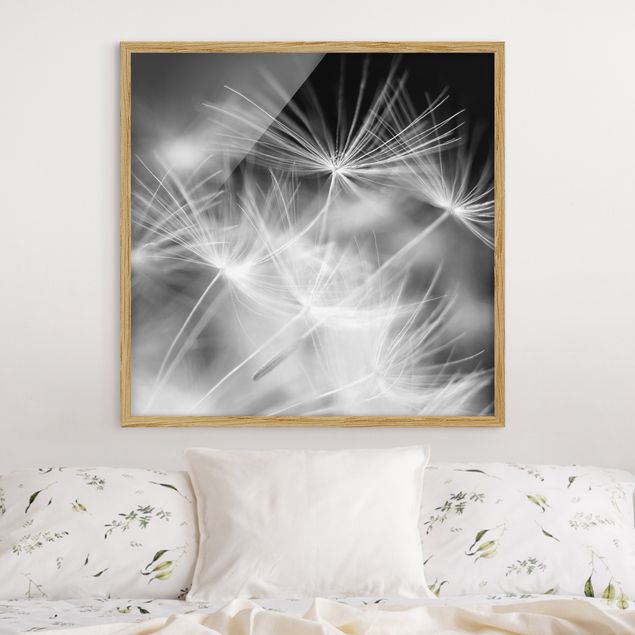 schwarz-weiß Bilder mit Rahmen Bewegte Pusteblumen Nahaufnahme auf schwarzem Hintergrund