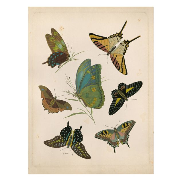 Leinwandbild - Vintage Illustration Exotische Schmetterlinge - Hochformat 4:3