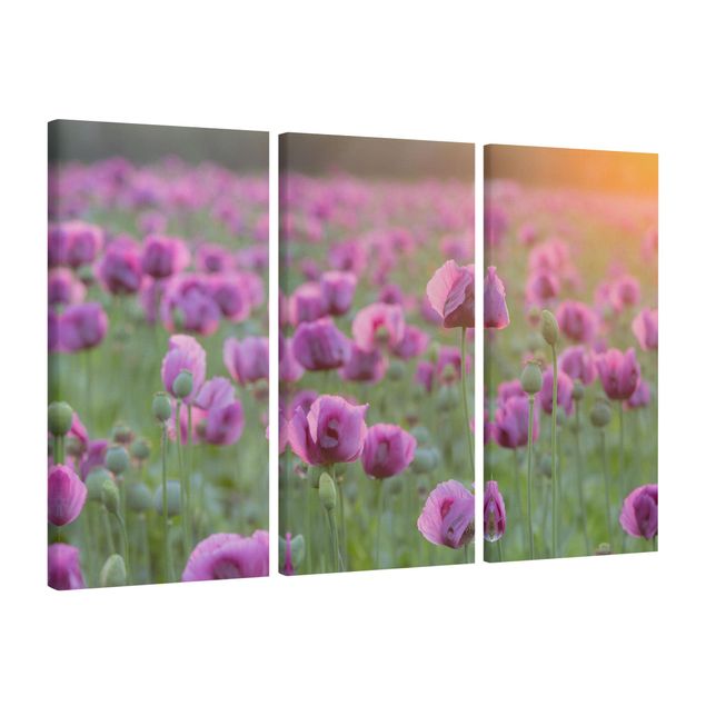 Leinwandbilder kaufen Violette Schlafmohn Blumenwiese im Frühling