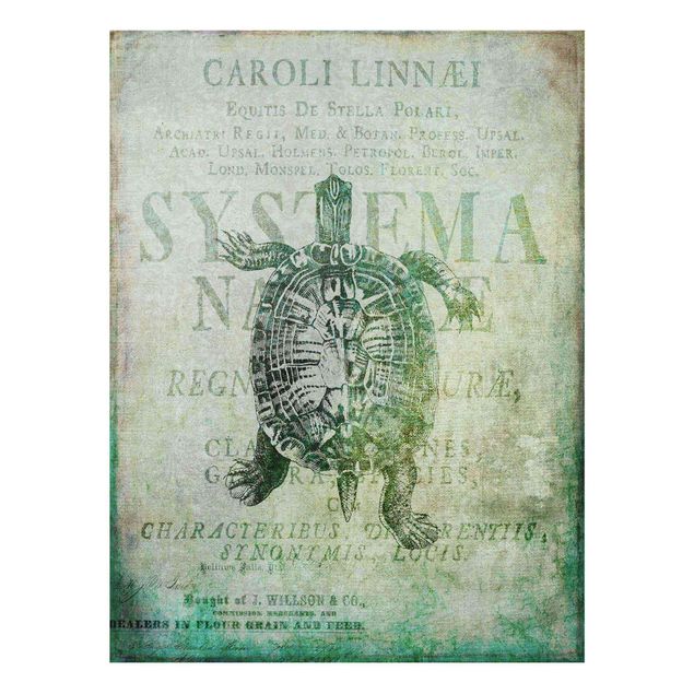 Bilder auf Glas Vintage Collage - Antike Schildkröte