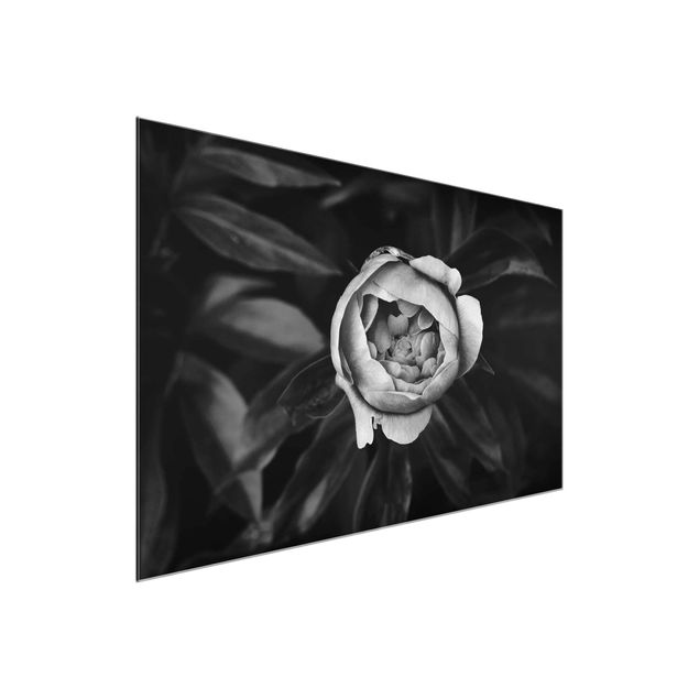 Glasbilder Schwarz-Weiß Pfingstrosenblüte vor Blättern Schwarz Weiß