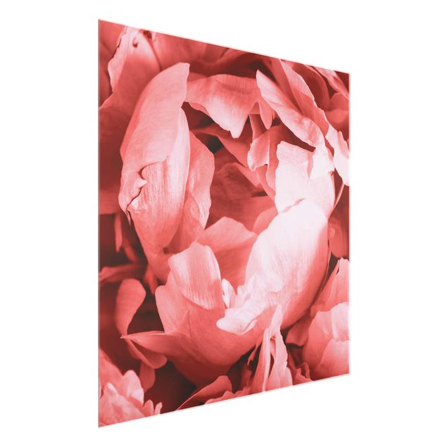 Glasbild - Pfingstrose Blüte Koralle - Quadrat 1:1