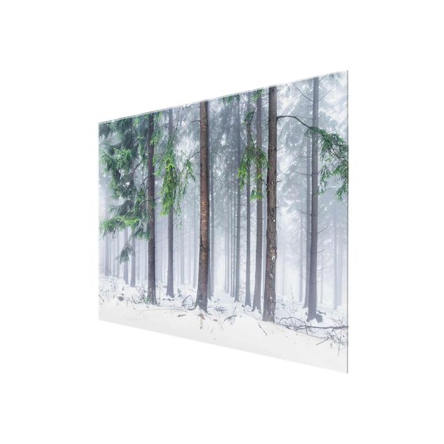 Glasbild - Nadelbäume im Winter - Querformat 4:3