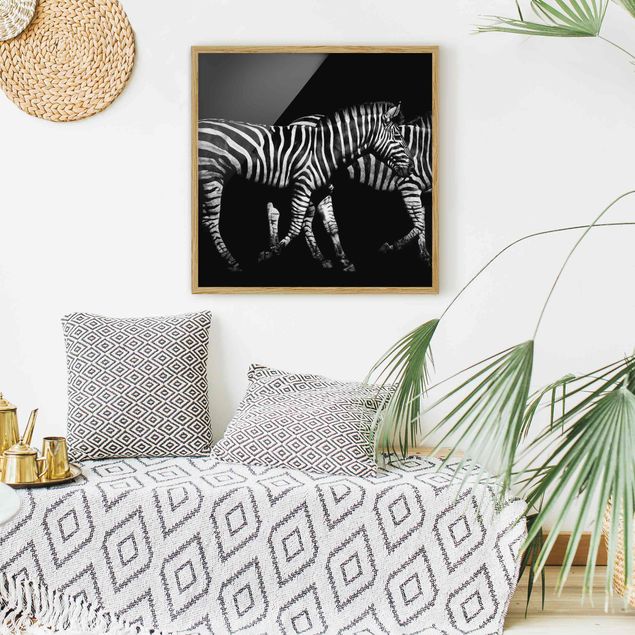 Tiere Bilder mit Rahmen Zebra vor Schwarz