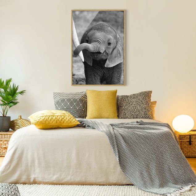 schöne Bilder Elefantenbaby