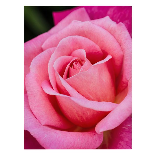 Leinwandbild - Pinke Rosenblüte vor Grün - Hochformat 4:3