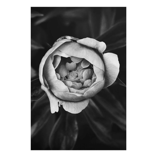Glasbild - Pfingstrosenblüte vor Blättern Schwarz Weiß - Hochformat 3:2