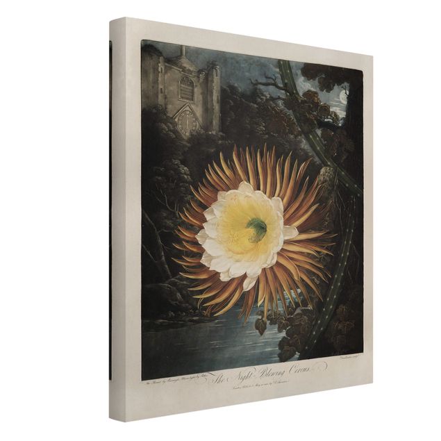 Leinwandbilder kaufen Botanik Vintage Illustration Kaktusblüte