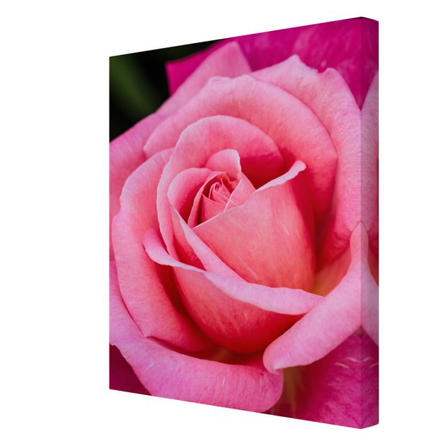 Leinwandbild - Pinke Rosenblüte vor Grün - Hochformat 4:3
