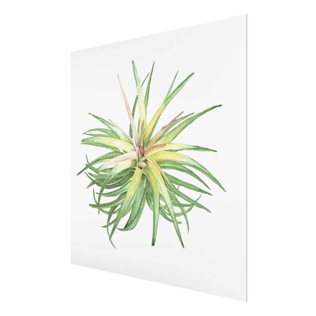Glasbild - Luftpflanze Aquarell III - Quadrat 1:1