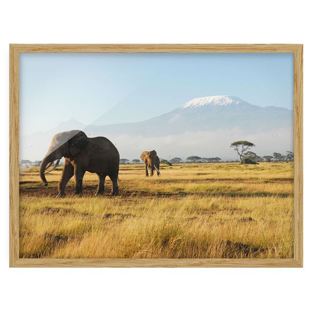 schöne Bilder Elefanten vor dem Kilimanjaro in Kenia