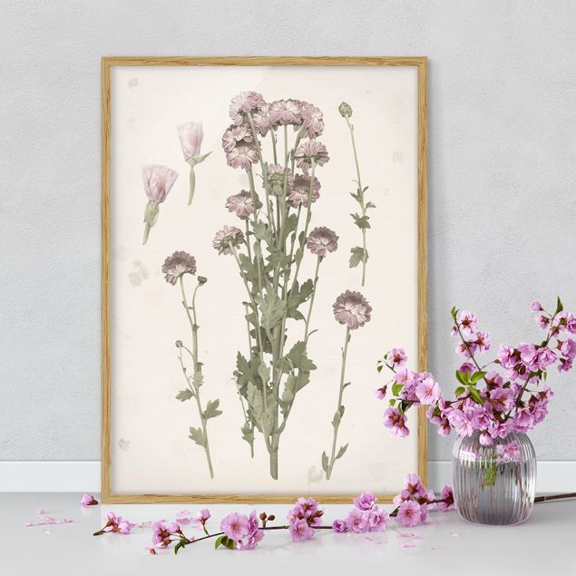 Vintage Bilder mit Rahmen Herbarium in rosa I