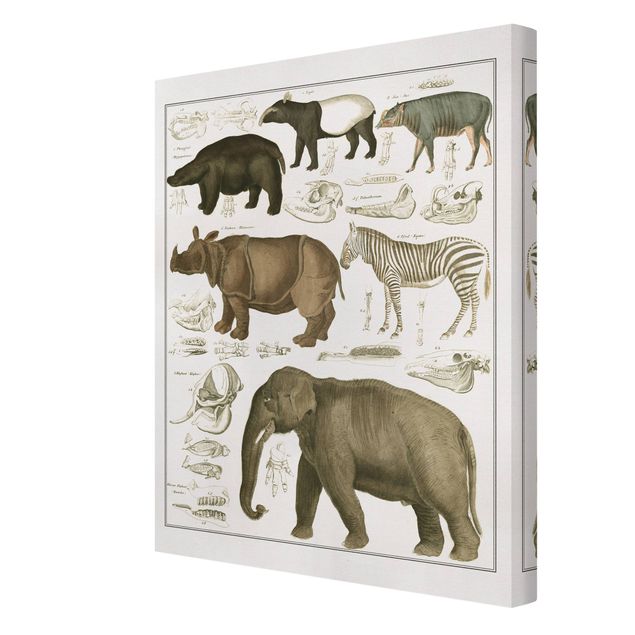 Leinwandbild - Vintage Lehrtafel Elefant, Zebra und Nashorn - Hochformat 4:3