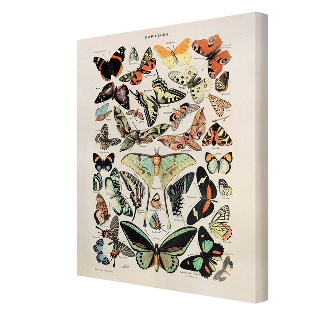 Leinwandbild - Vintage Lehrtafel Schmetterlinge und Falter - Hochformat 4:3