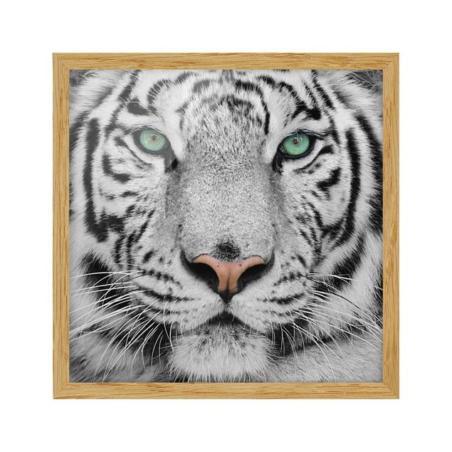gerahmte Bilder Weißer Tiger