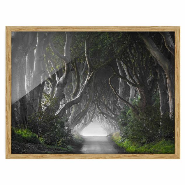 Wandbilder mit Rahmen Wald in Nordirland