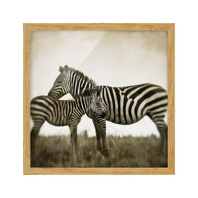 schöne Bilder Zebrapaar